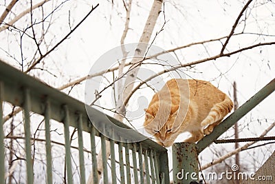 Ginger cat walk on the old green fence in winter Stock Photo