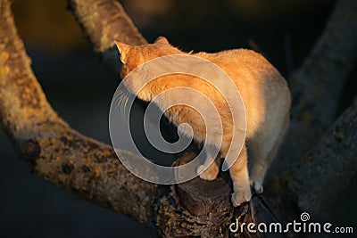 Ginger cat walk on a tree trunk at sunset Stock Photo