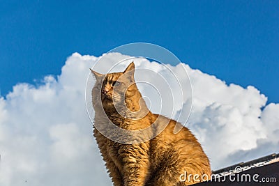 Ginger Cat on the roof Stock Photo