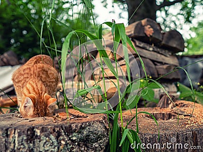 Ginger color tabby cat looking for mouse inside tree trunk, pile of fire wood in the background. Country pet life. Predator Stock Photo