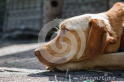 The ginger dog looks sideways with a sad look. Stock Photo