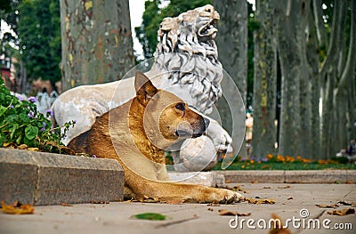 A ginger dog rests near the statue of a lion in Gulhane park. Is Stock Photo