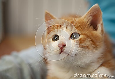 Ginger domestic kitten look up Stock Photo