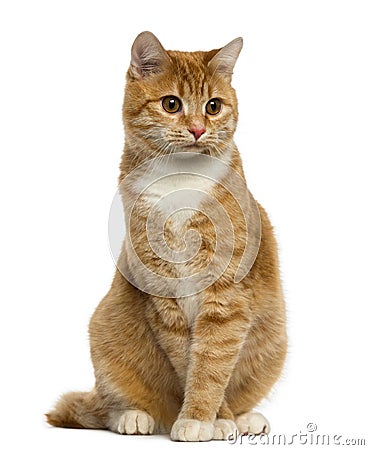 Ginger European Shorthair sitting and looking away Stock Photo