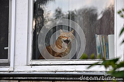 ginger fat cat with an evil grin sits in the window with his mouth open Stock Photo