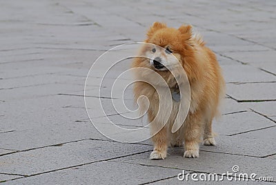 Ginger German Spitz Stock Photo