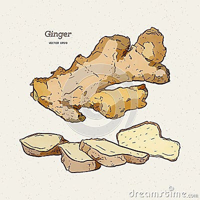 Ginger, hand draw sketch vector Vector Illustration