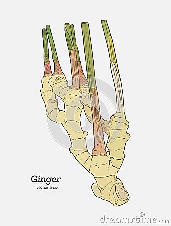 Ginger, hand draw sketch vector. Vector Illustration