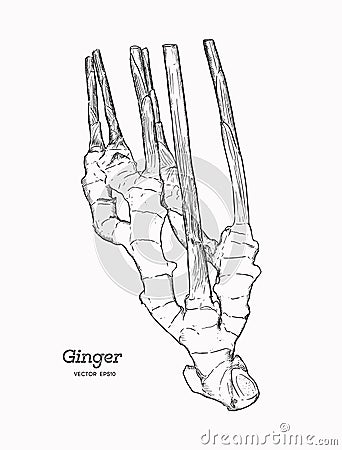 Ginger, hand draw sketch vector. Vector Illustration