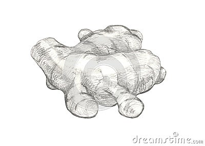 Ginger hand drawn pencil illustration isolated on white background Cartoon Illustration