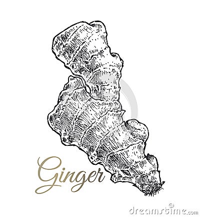 Ginger hand drawn sketch. Vegetarian food Vector Illustration