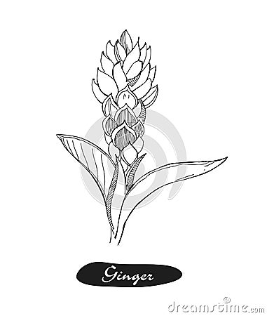 Ginger hand drawn vector illustration.Detailed retro style sketch.Kitchen herbal spice and food ingredient.Ginger flower Vector Illustration