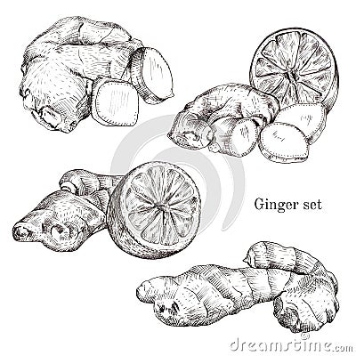 Ginger ink sketches set Vector Illustration