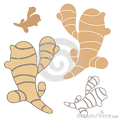 Ginger Vector Illustration