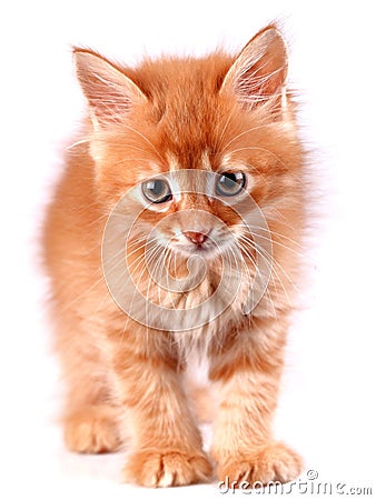 Ginger kitten Stock Photo