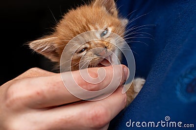 Ginger kitten in the hands of a girl close-up, selective focus Stock Photo