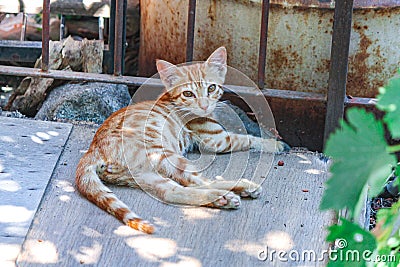 Ginger kitten hides and rests in the shade on the wooden floor on a hot day Stock Photo