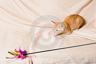 Ginger kitten hunting Stock Photo