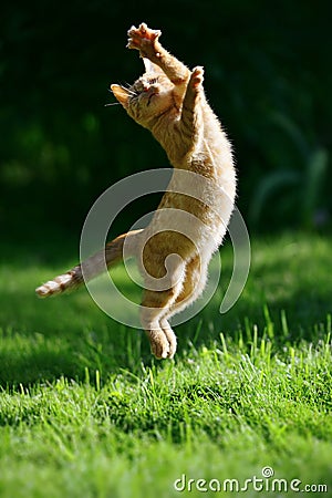 Ginger kitten Stock Photo