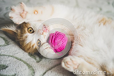 Ginger kitten plays with a ball of thread, pet lying on the bed, funny cat shows tongue Stock Photo