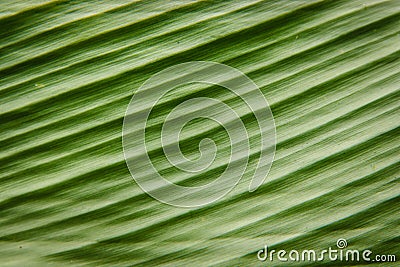 Ginger leaf Stock Photo