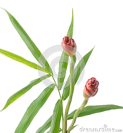 Ginger leaves with flower, zingiber officinale on white Stock Photo