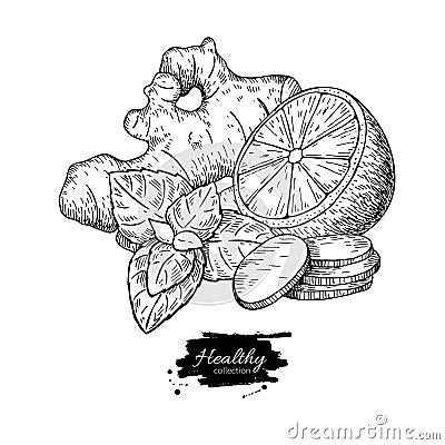 Ginger, lemon and mint vector drawing. Root, hearb leaf and frui Vector Illustration