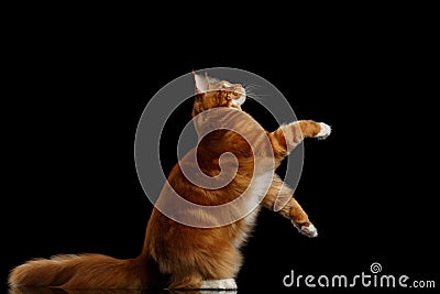 Ginger Maine Coon Cat Isolated on Black Background Stock Photo