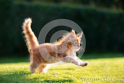 Ginger maine coon kitten running on lawn in sunlight Stock Photo