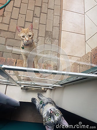 Ginger and Multi Coloured Cats Feeling Playfull Stock Photo