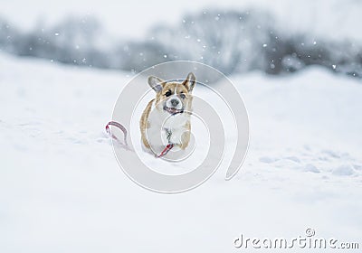 ginger puppy dog Corgi runs on the white snow in the Park in winter for a walk running away with a leash Stock Photo