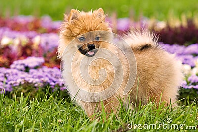 Ginger puppy dog on the grass Stock Photo