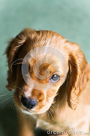 Ginger Puppy Stock Photo