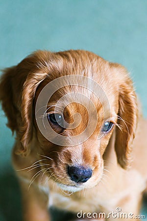 Ginger Puppy Stock Photo