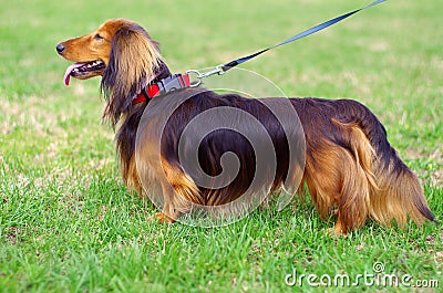 Ginger red and black german badger dog Stock Photo