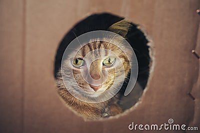 Cat in the Box Stock Photo