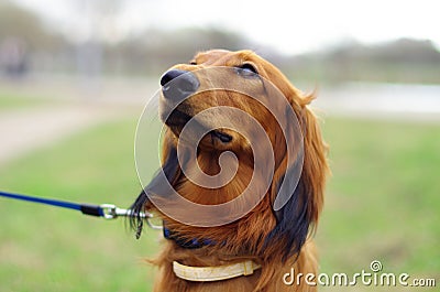 Ginger red german badger dog Stock Photo