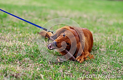 Ginger red german badger dog on the walk Stock Photo