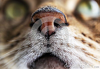 Ginger red nose close up and white chin tabby cat, cat portrait, International Cat Day Stock Photo