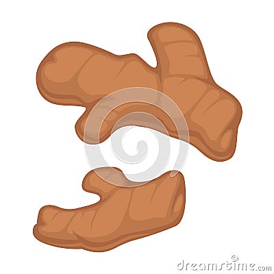 Ginger root in brown color isolated on white Vector Illustration