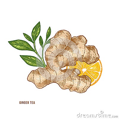 Ginger root, citrus and tea illustration. Vintage style. Vector illlustration Vector Illustration