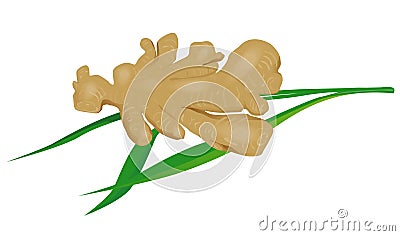 Ginger root with leaves Stock Photo