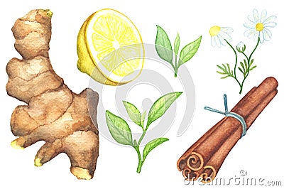 Ginger root, lemon cut, chamomile, cinnamon watercolor painting on white background. Cartoon Illustration