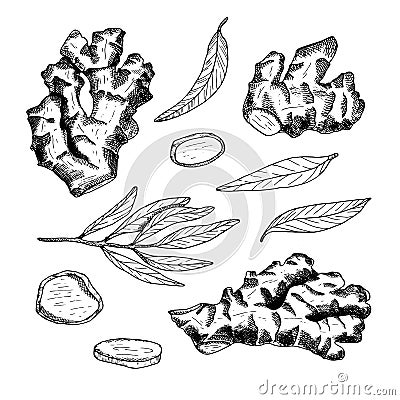 Ginger root outline vector set. Hand drawn ginger plant with leaves and cut slices illustration. Black and white spicy Vector Illustration
