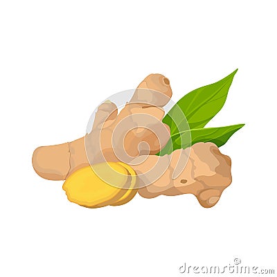 Ginger root. Seasoning food for medicine. Isolated on white. Vector Vector Illustration