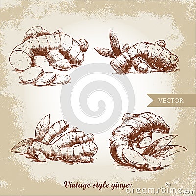 Ginger root set. Herbs and spices vector illustration Vector Illustration