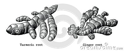 Ginger root and Turmeric root botanical hand draw vintage clip a Vector Illustration