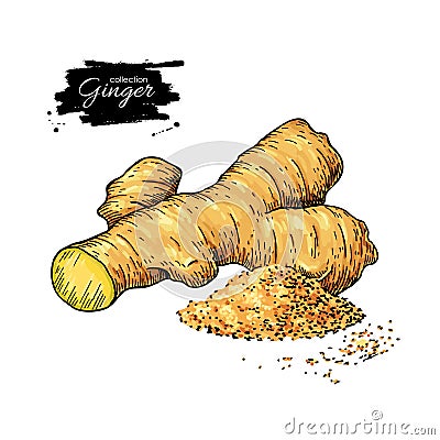 Ginger root vector hand drawn illustration. Root and powder hea Vector Illustration