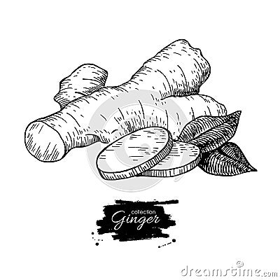 Ginger root vector hand drawn illustration. Root and sliced pie Vector Illustration