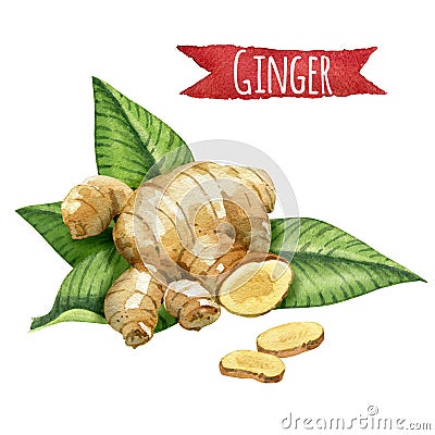 Ginger root watercolor illustration with clipping path Cartoon Illustration